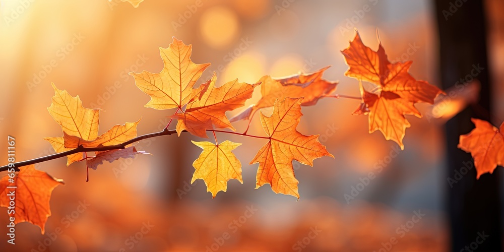 Beautiful orange autumn maple leaves close up in the forest with soft focus at sunset. Beautiful orange autumn maple leaves close up in the forest with soft focus at sunset.