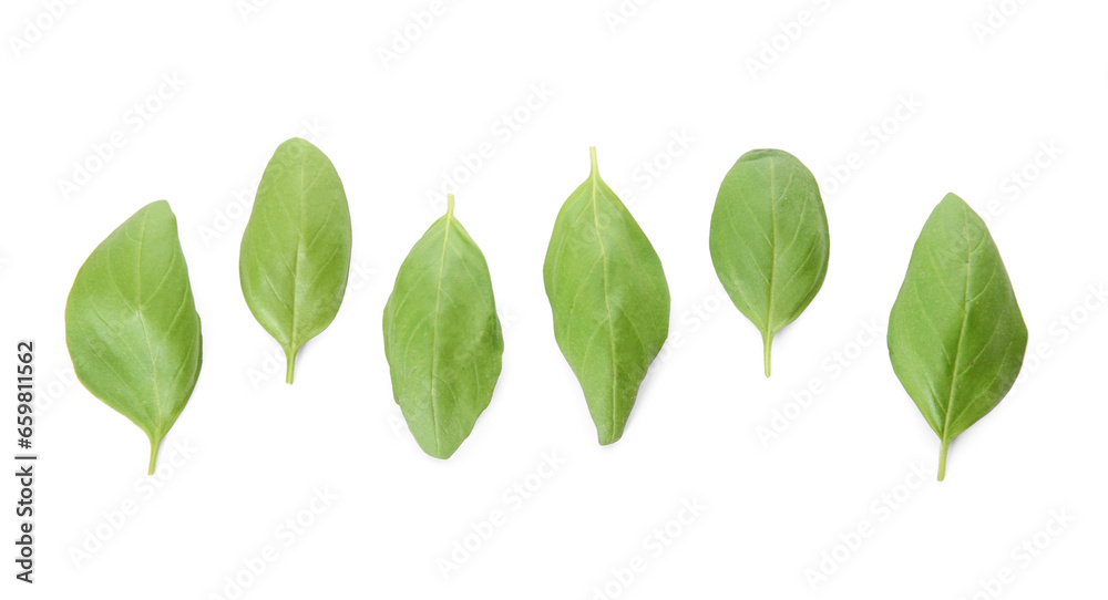 Fresh green basil on white background Fresh green basil on white background