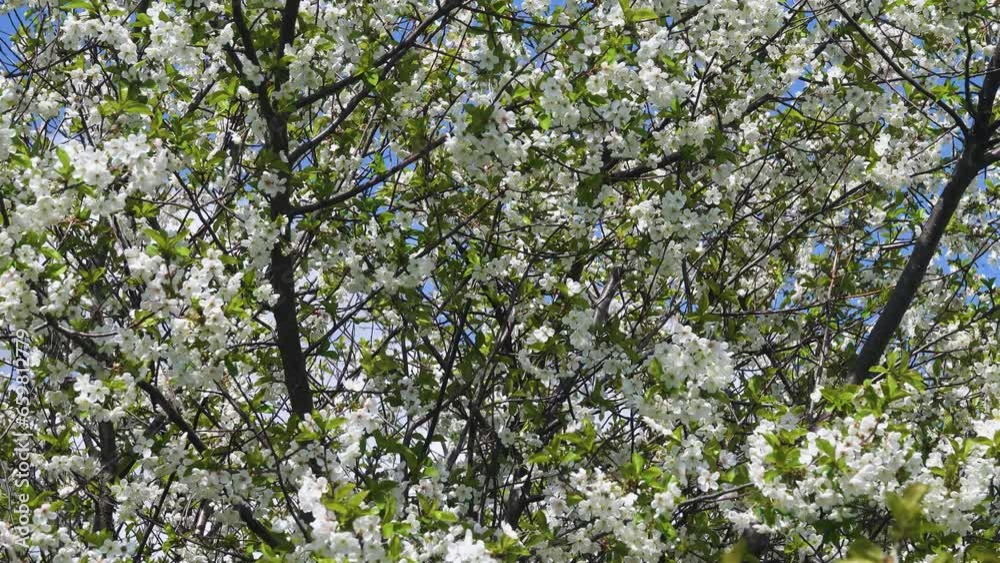 Steppe wild frutescent cherry (Prunus chamaecerasus, Cerasus fruticosa). Plot of forest-steppe, blooming wild fruit trees. Type of biocenosis close to natural, primal steppe. Rostov region, Russia Steppe wild frutescent cherry (Prunus chamaecerasus, Cerasus fruticosa). Plot of forest-steppe, blooming wild fruit trees. Type of biocenosis close to natural, primal steppe. Rostov region, Russia