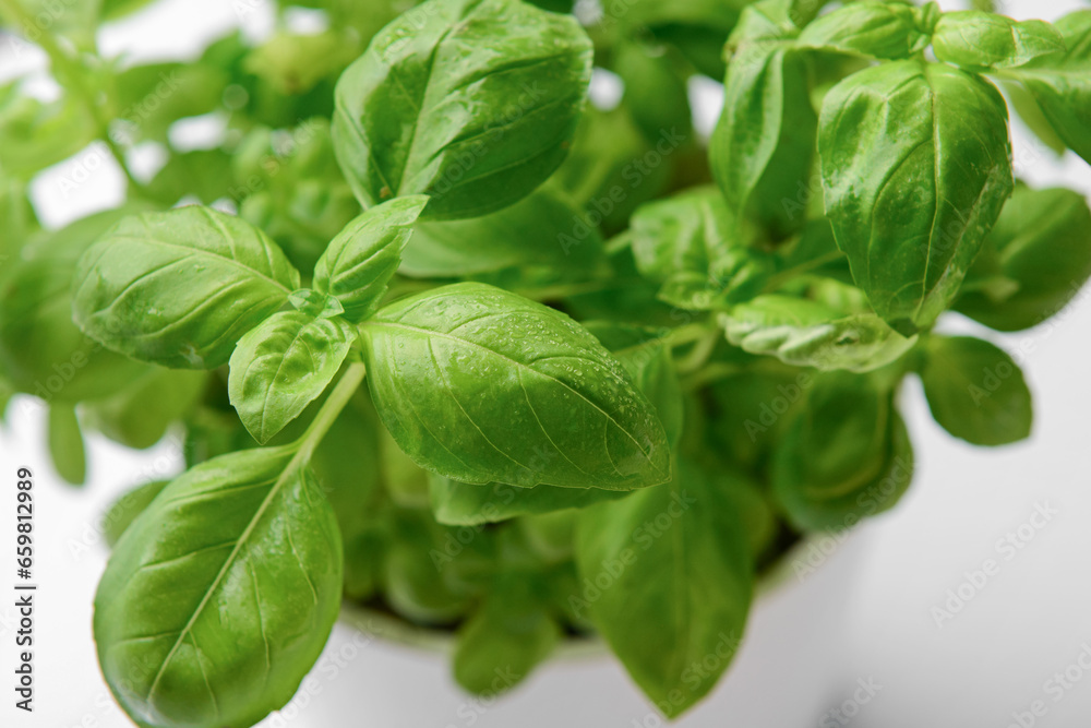 Fresh green basil on grey background, closeup Fresh green basil on grey background, closeup