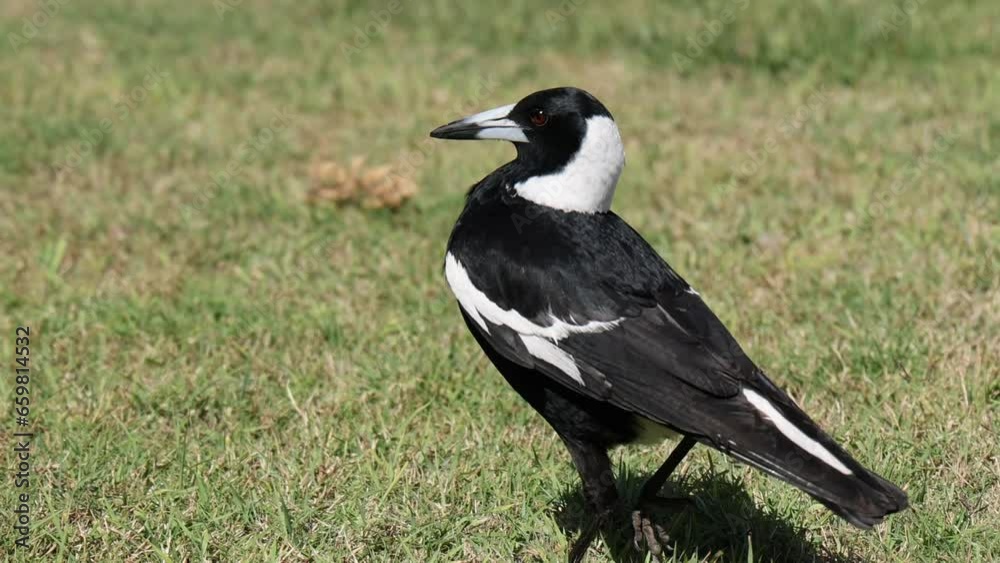 Close up of an Australian magpie eagerly running to get food fed by a human. Close up of an Australian magpie eagerly running to get food fed by a human.