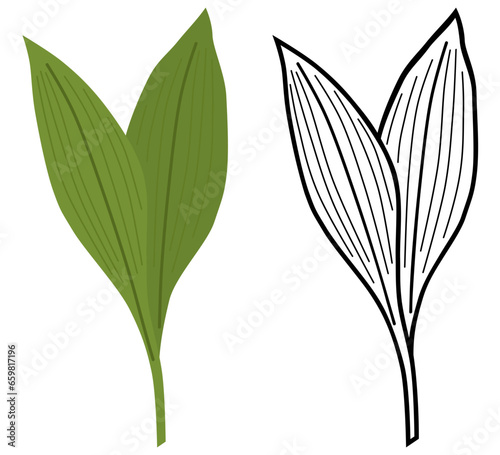 Wild Garlic SVG -  Colors & Line Art