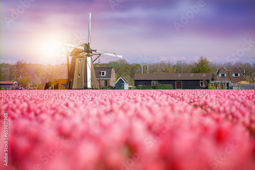 Tulip field in the Netherlands on a farm photo