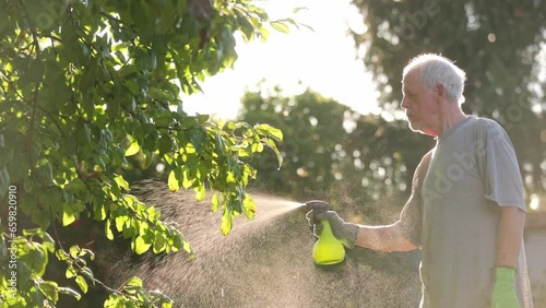 Senior man fertilizing fruit tree by bio organic liquid fertilizer for better garden conditions, gardening concept photo