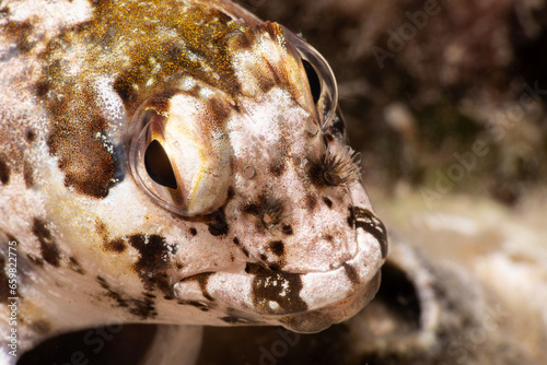 Close-up fish Lipophrys trigloides. Species of combtooth Mediterranean blenny fish - Lipophrys trigloides. Lipophrys trigloides is a species of combtooth blenny. Canakkale Türkiye   © osman