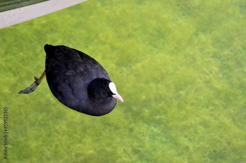 Pato, Ave en el agua, animal acuatico. photo