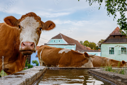 Cows in the village of Viscri in Romania 