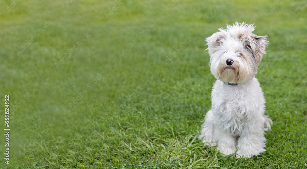 A beautiful Biewer Yorkie dog sits on the grass and looks at the camera. Cute Yorkie dog posing for the camera. A white Biewer Yorkie dog with long hair sits on the green grass of the back yard. A beautiful Biewer Yorkie dog sits on the grass and looks at the camera. Cute Yorkie dog posing for the camera. A white Biewer Yorkie dog with long hair sits on the green grass of the back yard.