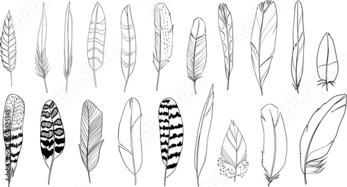Set of hand drawn bird feathers. Vector linear set of isolated elements.