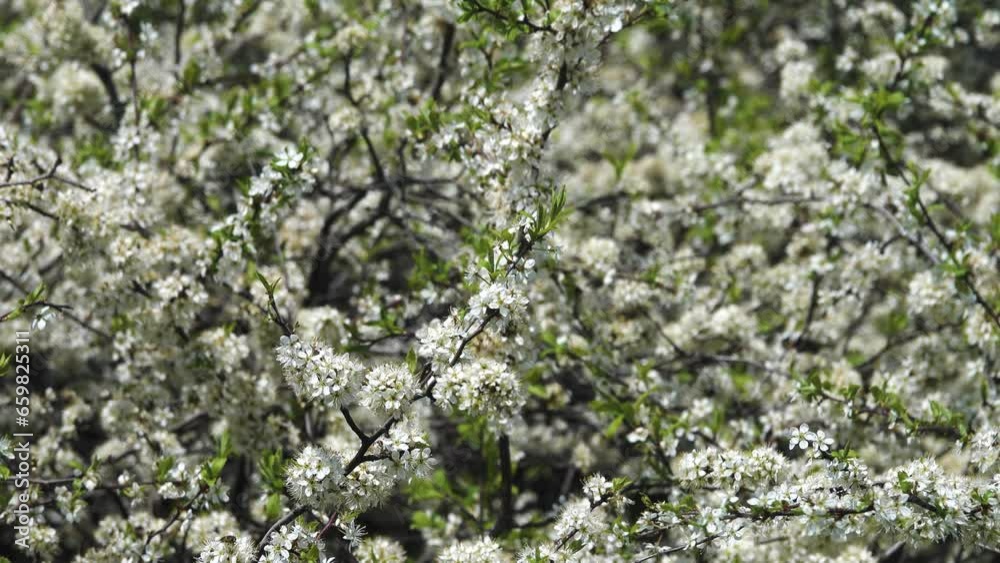 Blooming blackthorn (Prunus spinosa) thornbush (wait-a-minute). Forest steppe of Ciscaucasia. Macro Blooming blackthorn (Prunus spinosa) thornbush (wait-a-minute). Forest steppe of Ciscaucasia. Macro