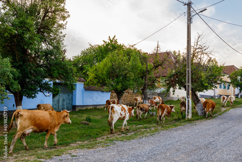 Cows in the village of Viscri in Romania	 photo