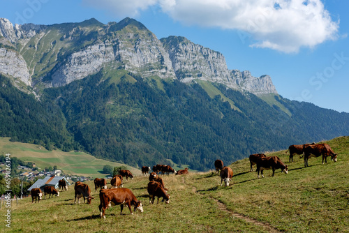 A large group of cows grazing in a mountain meadow.