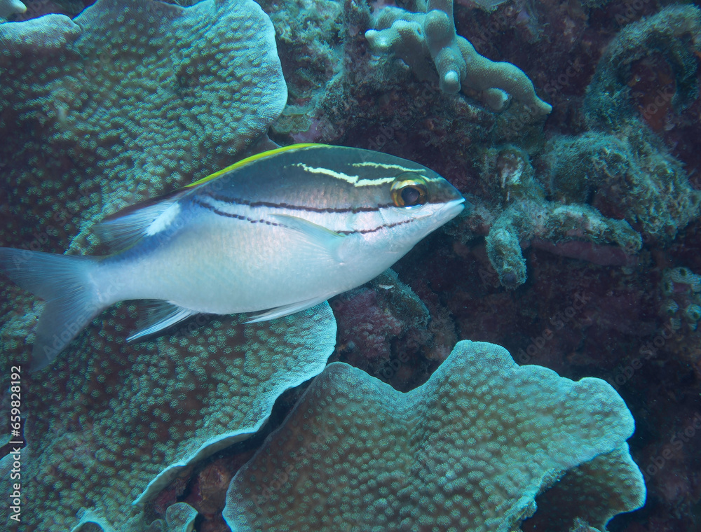 Fototapeta premium Two-lined Monocle Bream