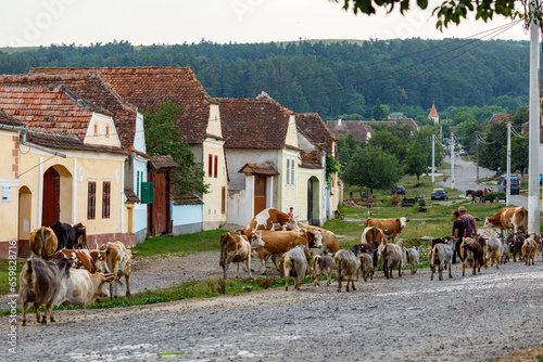 Cows in the village of Viscri in Romania	
 photo