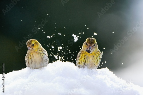 Winter scenery with couple of Eurasian siskin birds (Spinus spinus) searching for food in the snow . photo
