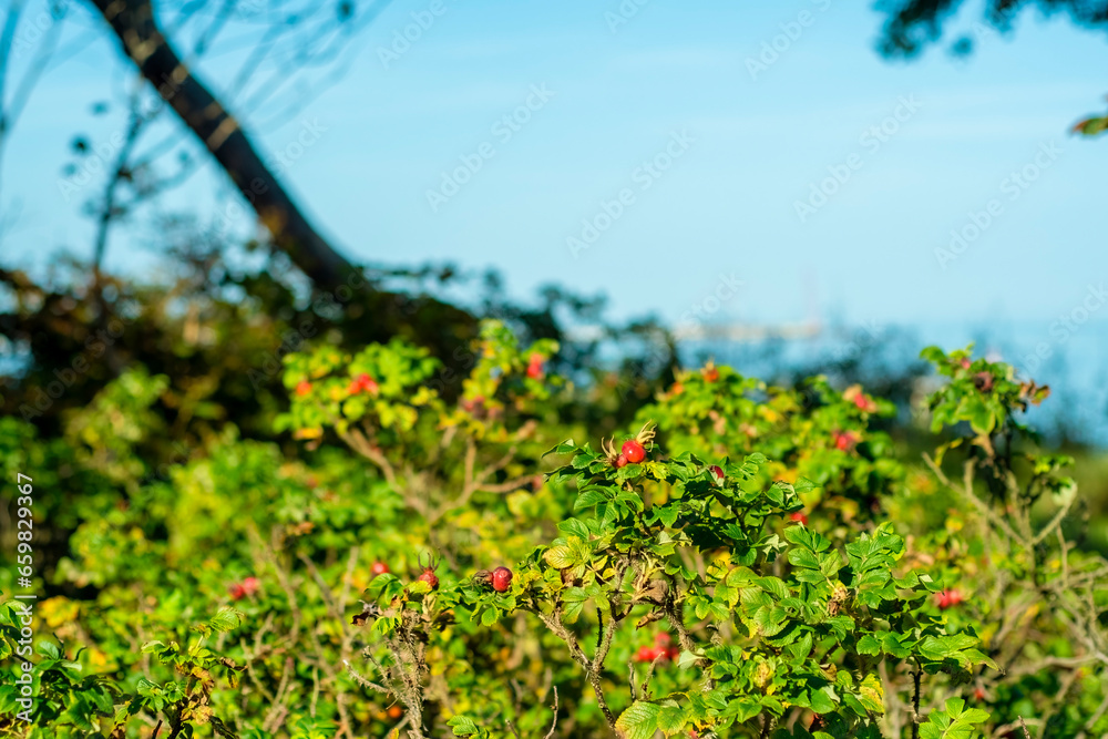 Rosehip bushes with ripe berries growing near the sea.