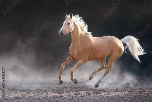 horse running