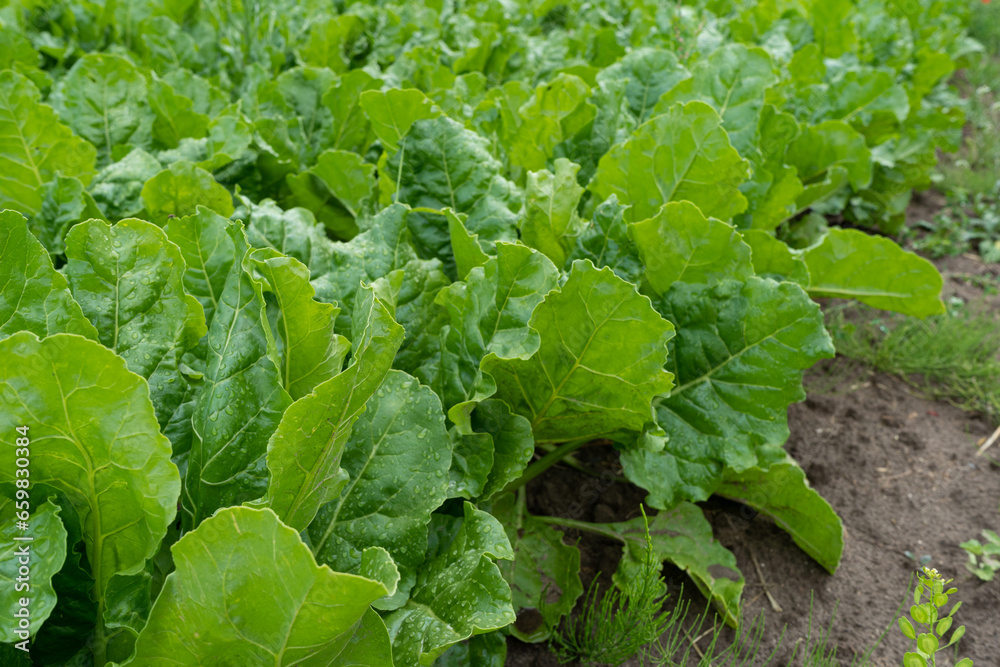 Sugar Beet Field, Turnips, Rutabagas, Young Beets Leaves, Sugar Beet Agriculture Landscape Sugar Beet Field, Turnips, Rutabagas, Young Beets Leaves, Sugar Beet Agriculture Landscape