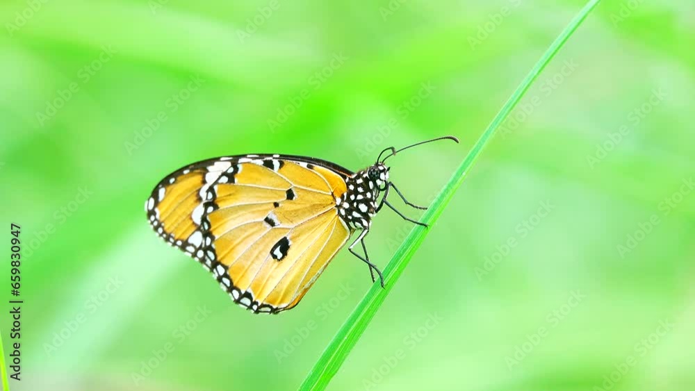 4K Thai butterfly in garden garden summer flower and butterfly flower butterfly flower butterfly 4K Thai butterfly in garden garden summer flower and butterfly flower butterfly flower butterfly