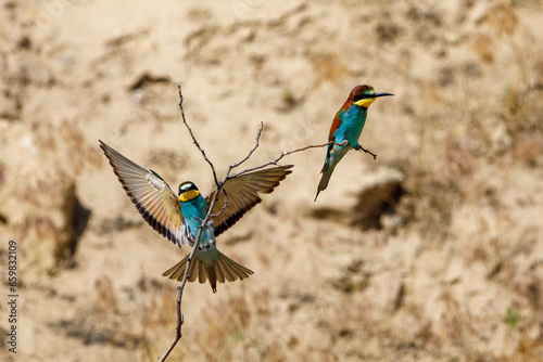 Colorful Bee Eater in the Danube Delta 