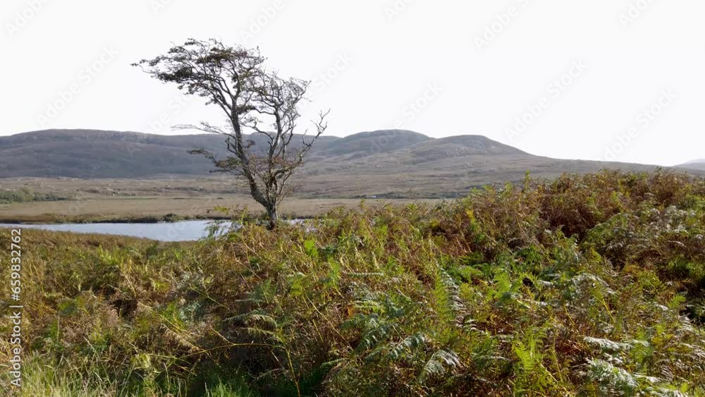 Lone tree in Glenveagh National Park in County Donegal, Ireland Lone tree in Glenveagh National Park in County Donegal, Ireland