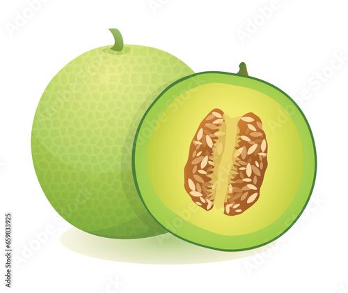 Fresh melon fruit whole and half cut. Vector illustration isolated on white background