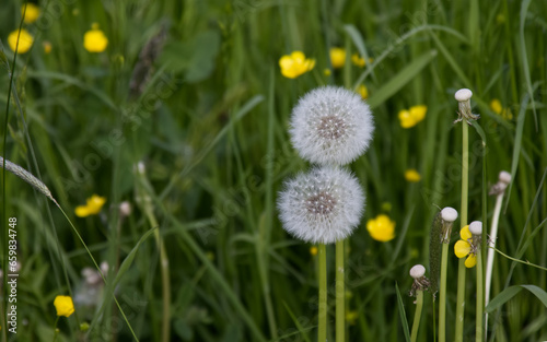 White fluffy dandelions on a background of green grass