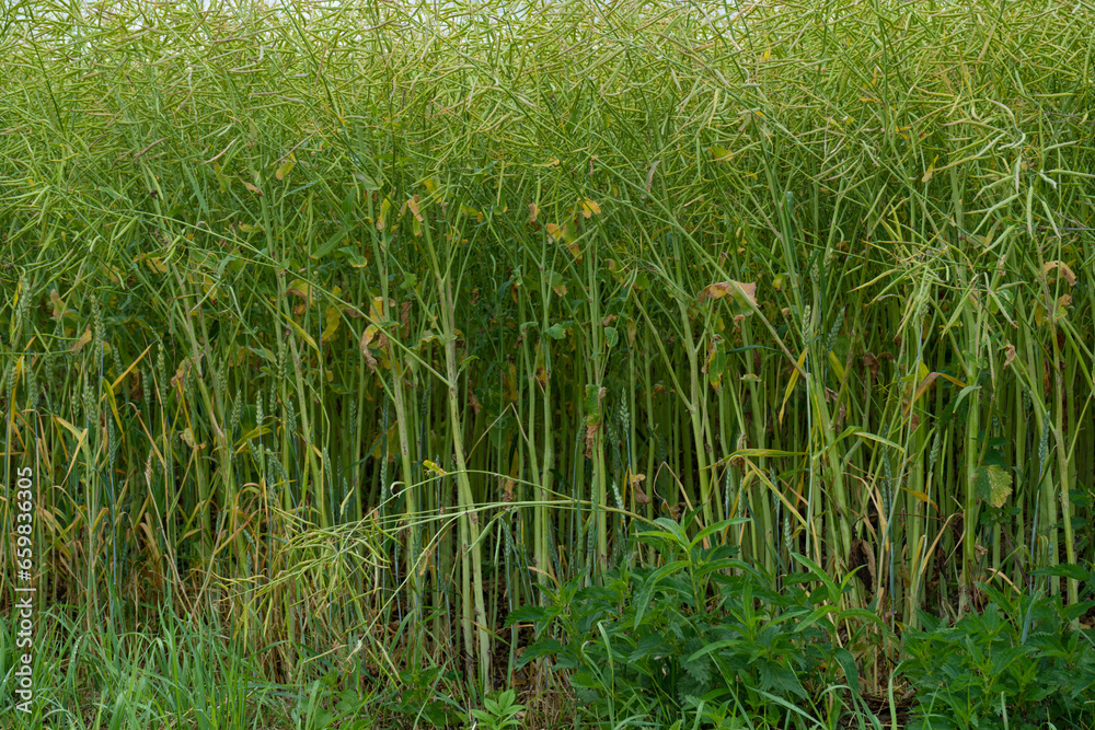 Fototapeta premium Ripe Canola Field, Green Rapeseed Pods, Mustard Plant Harvest, Oil Plants Farm, Rapeseed Pods Closeup