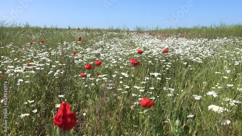 Xeropolum. Field poppy (Papaver rhoeas) bloom in spring in anthropogenic plain semi-deserts of the northern Black Sea region. Chamomile and asparagus as members of the biome photo