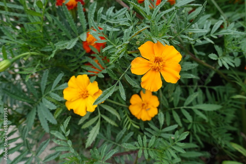 3 amber yellow flowers in the leafage of Tagetes patula in mid July photo