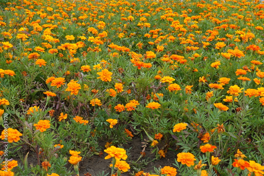 Volume of orange flowers of Tagetes patula in mid July