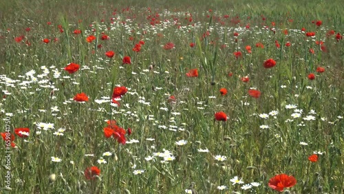 Xeropolum. Field poppy (Papaver rhoeas) bloom in spring in anthropogenic plain semi-deserts of the northern Black Sea region. Chamomile and asparagus as members of the biome photo