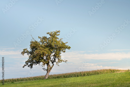 An apple tree with red apples and green leaves stands in a meadow. In the background the blue sky with white clouds. There is space for text.