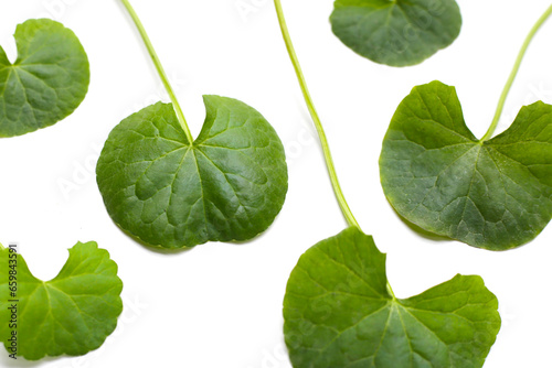 Fresh leaves of gotu kola on white background.