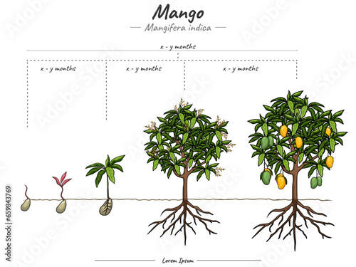 Growing stages of mango