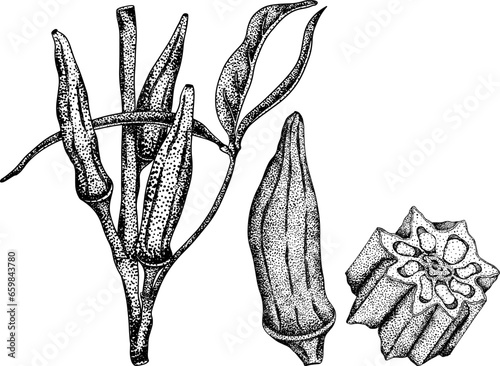 Hand drawn okra plants, Abelmoschus Esculentus. Vector engraving illustration of eco healthy food.