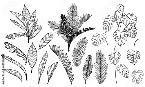 Tropical leaves silhouettes on white background. Vector illustration