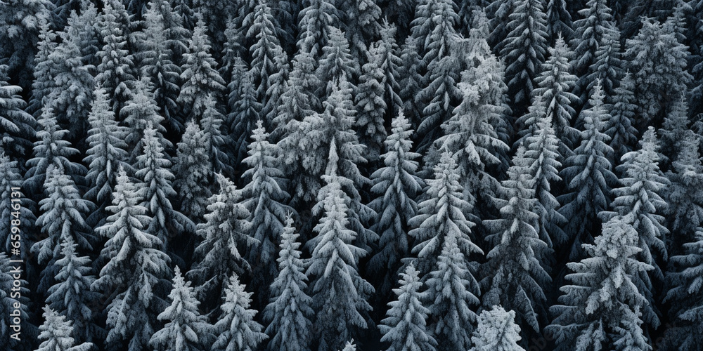 winter background image of frosted spruce branches and small drifts of pure snow