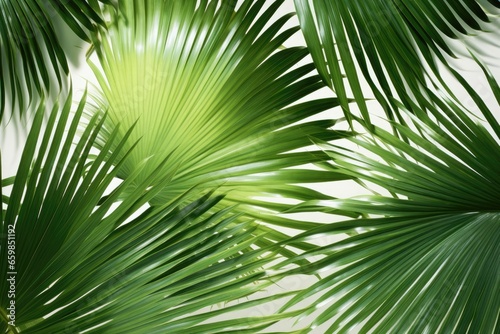 A background image featuring vibrant green palm leaves set against a clean white background  offering a fresh backdrop for various creative projects. Photorealistic illustration