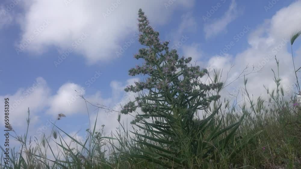 Bugloss, echium (Echium biebersteinii). Dry steppe with intensive grazing of cattle and sheep, but this plant is not eaten because it is highly poisonous. Kerch Peninsula, Crimea. Folk medicine plant