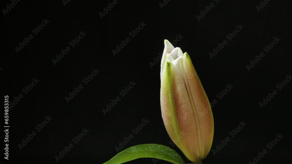 Beautiful white lily flower bud blooming timelapse, extreme close up. Time lapse of fresh Lilly opening closeup. Isolated on Black background. alpha channel