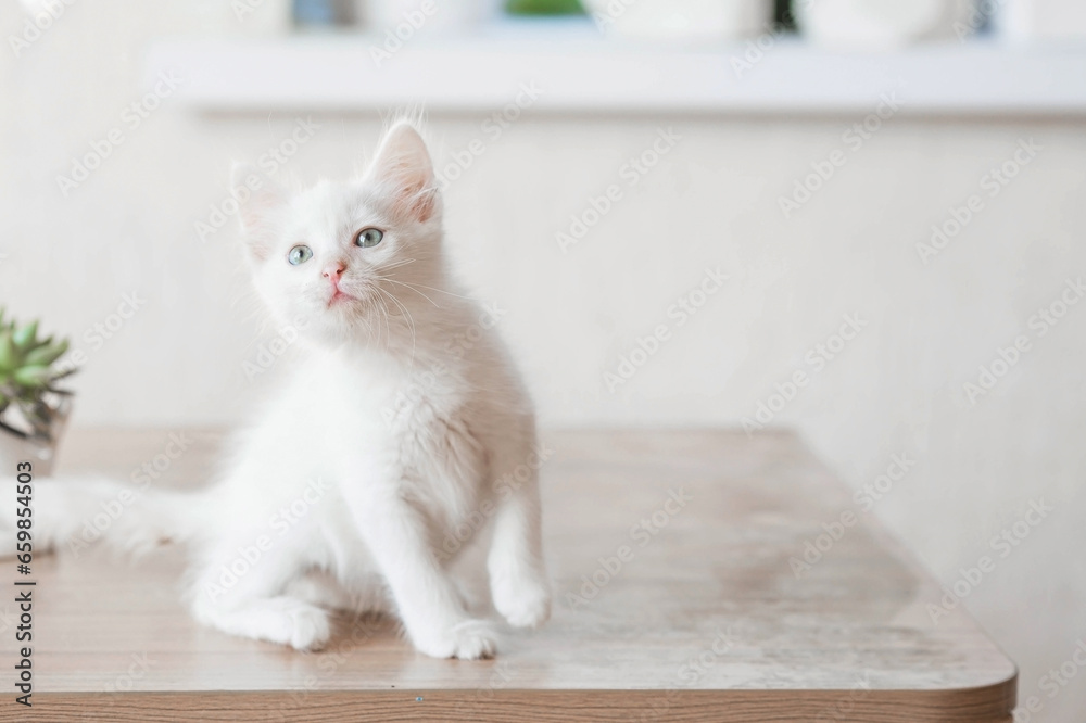 A small, cute, white fluffy kitten is sitting on a table in the house. Pet care.