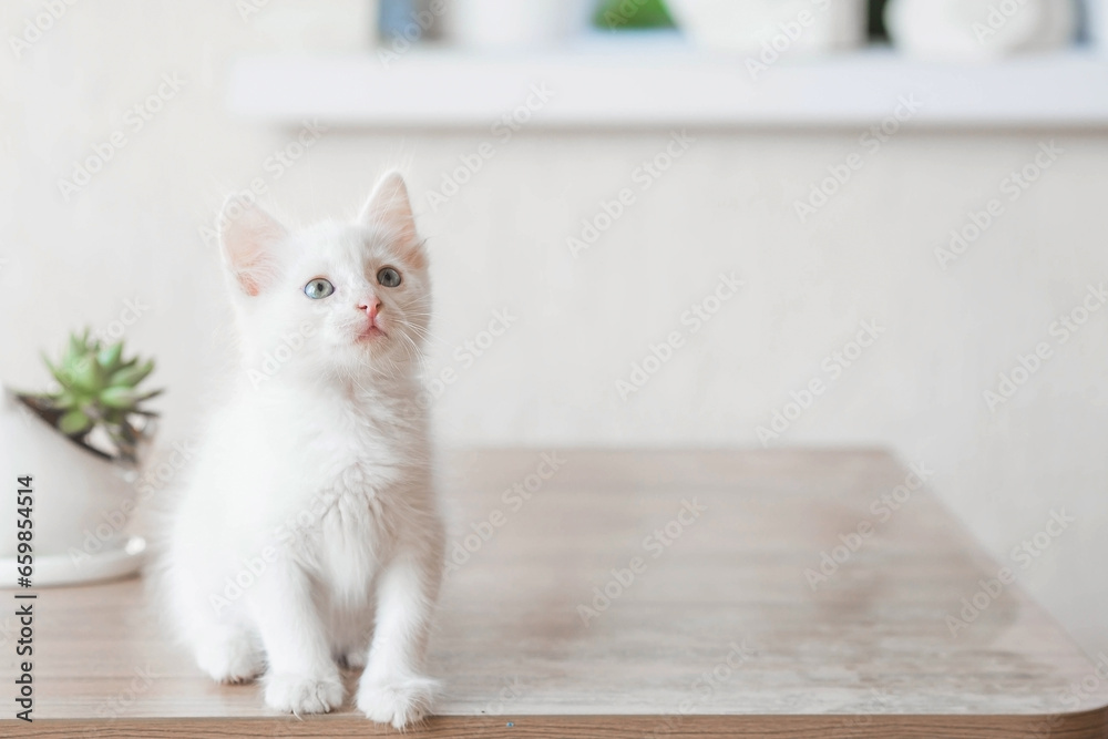 A small, cute, white fluffy kitten is sitting on a table in the house. Pet care. A small, cute, white fluffy kitten is sitting on a table in the house. Pet care.