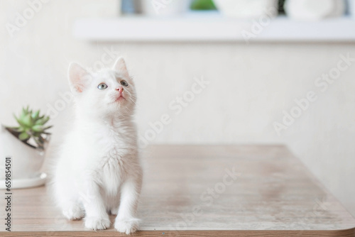 A small, cute, white fluffy kitten is sitting on a table in the house. Pet care.