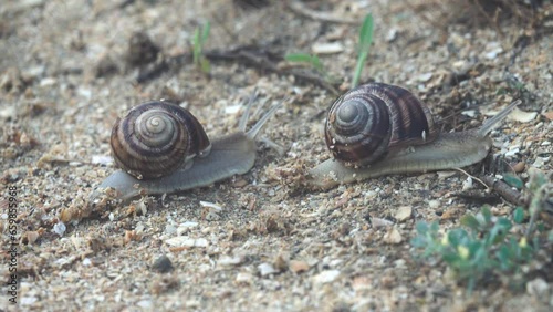 Two snails crawling one after other on sand. Difficult to crawl on sand, as lot of mucus is spent photo