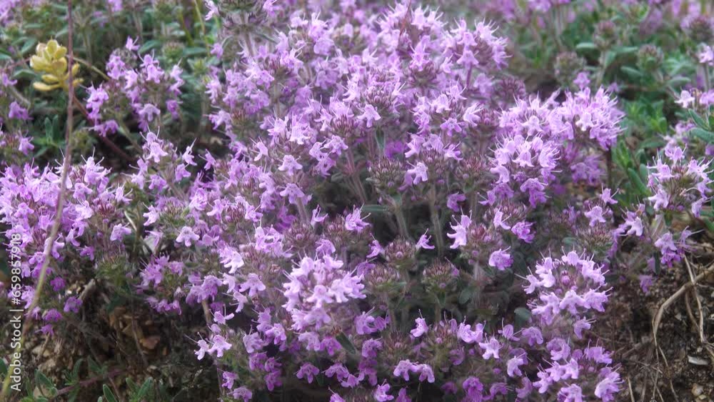 Crimea thyme (Thymus tauricus) in conditions of dry sandy steppes with