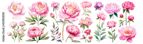 Set of Watercolor collection of hand drawn flowers peony and leaves, purple and pink color isolated on transparent background