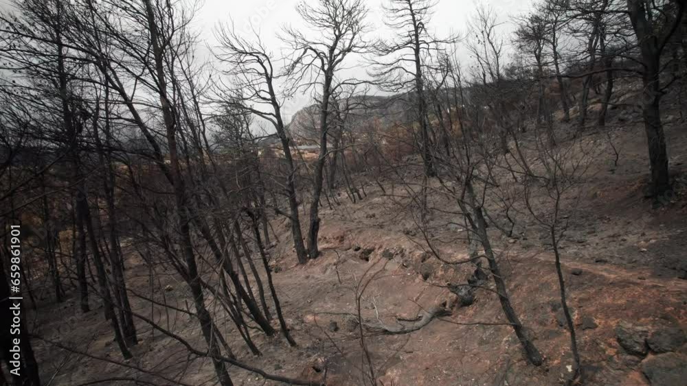 Charred burnt trees remain standing on forested hillside of Parnitha Greece after forest fire Charred burnt trees remain standing on forested hillside of Parnitha Greece after forest fire