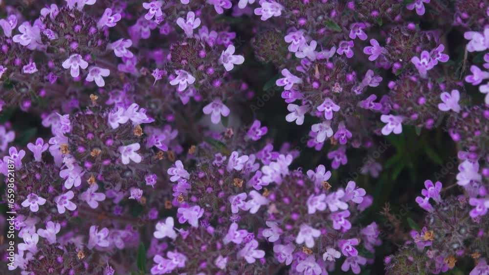 Crimea thyme (Thymus tauricus) in conditions of dry sandy steppes with
