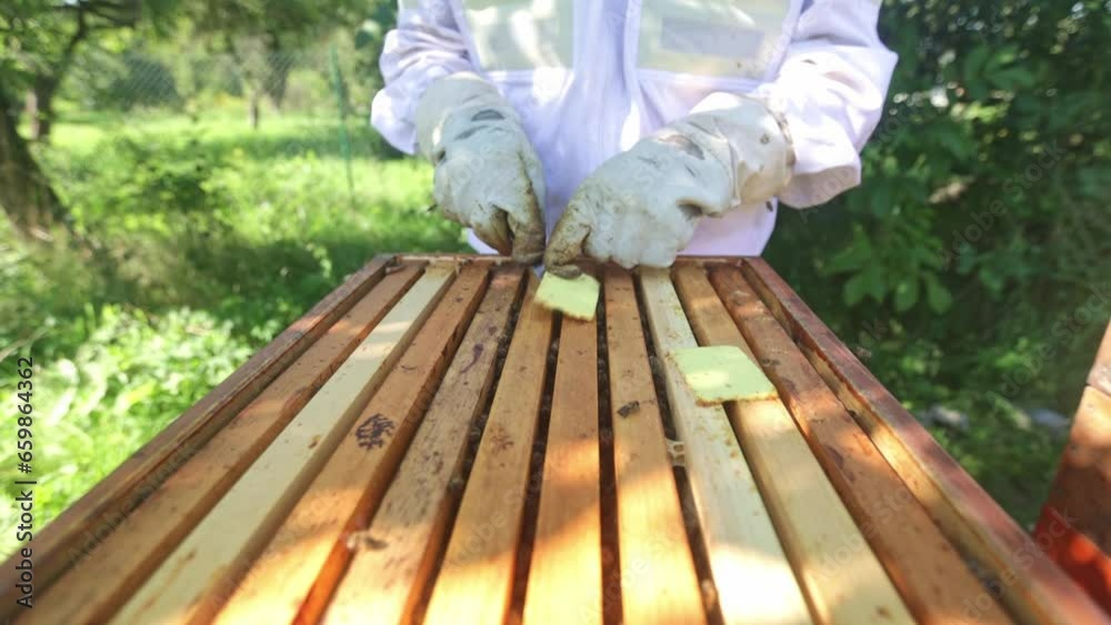 Beekeeper doing maintenance of his beehive, removing medicine for bees, beekeeping concept Beekeeper doing maintenance of his beehive, removing medicine for bees, beekeeping concept